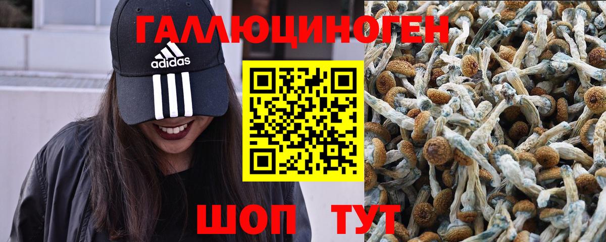 даркнет сайт  Фрязино  Псилоцибиновые грибы Psilocybe 